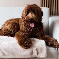 District 70 NUZZLE Hundedecke Kuscheldecke