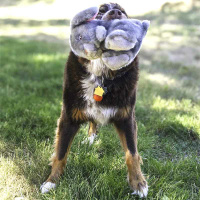 KONG Toughz Plüsch Hundekuscheltier Ente oder Hase