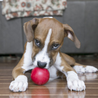 KONG Ball mit Öffnung befüllbar S