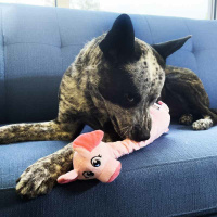 KONG Shakers Bobz Wildente oder Schweinchen