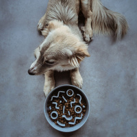 District 70 BAMBOO Dog Slow Feeder Anti Schling Napf  S dunkelgrau