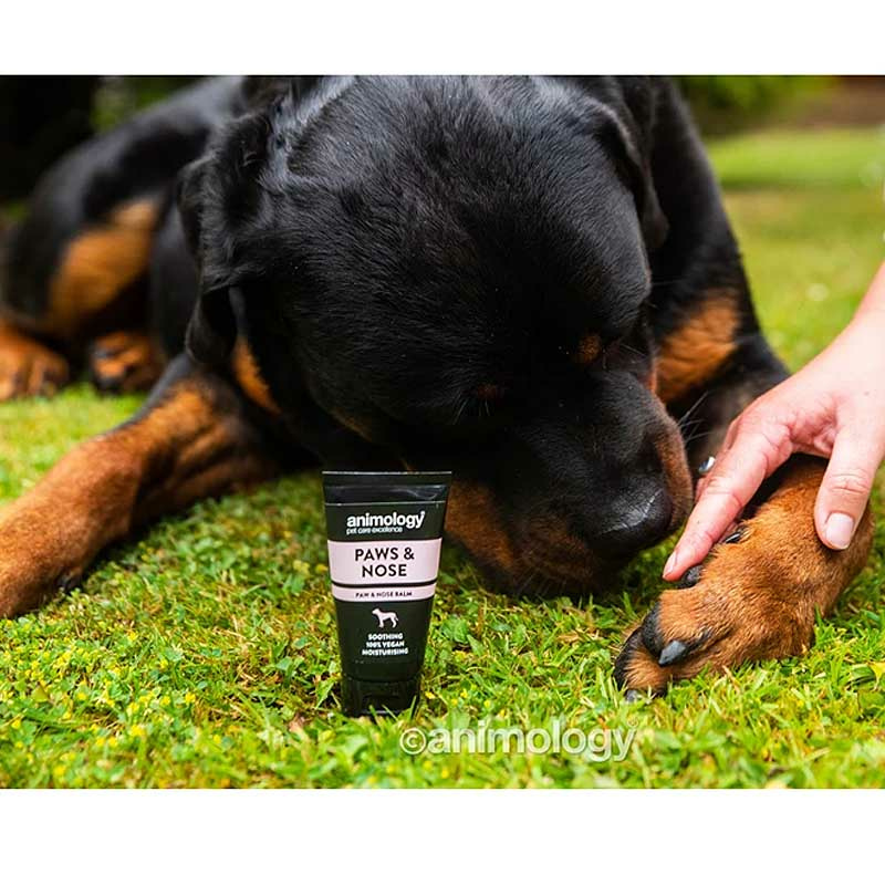 ANIMOLOGY Pfotencreme Pfotensalbe Nasenbalsam Hund 50ml