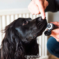 ANIMOLOGY Pfotencreme Pfotensalbe Nasenbalsam Hund 50ml