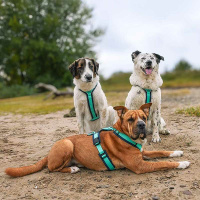 AnnyX Brustgeschirr Hundegeschirr FUN Ozean türkis S