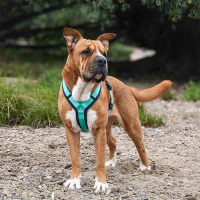 AnnyX Brustgeschirr Hundegeschirr FUN Ozean türkis S
