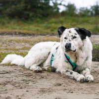 AnnyX Brustgeschirr Hundegeschirr FUN Ozean türkis M