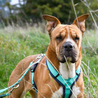 AnnyX Führleine verstellbar Bolt FUN ozean türkis Classic