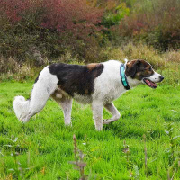 AnnyX Steck Halsband Fun ozean türkis 3