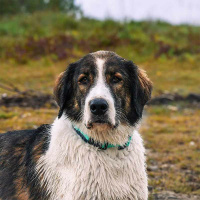 AnnyX Steck Halsband Fun ozean türkis 5