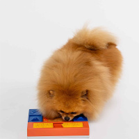 PAWZLER Beginner Set Intelligenzspielzeug für Hunde MINI Level 1