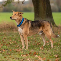 AnnyX Zugstopp Halsband Fun goldglöckchen 6