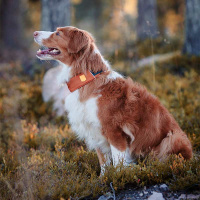 Woolly Wolf Alpha 360 Halsband für Hunde Terrakotta M