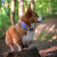 Woolly Wolf Alpha 360 Halsband für Hunde Lavendel S