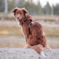 Woolly Wolf Alpha 360 Hundegeschirr für Hunde Terrakotta XS