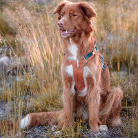 Woolly Wolf Alpha 360 Hundegeschirr für Hunde Terrakotta S