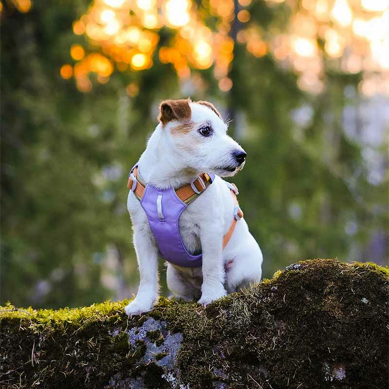 Woolly Wolf Alpha 360 Hundegeschirr für Hunde Lavendel XS