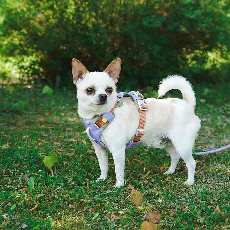 Woolly Wolf Alpha 360 Hundegeschirr für Hunde Lavendel XS