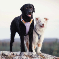 Woolly Wolf Alpha 360 Hundegeschirr für Hunde Lavendel XS