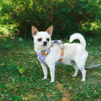 Woolly Wolf Alpha 360 Hundegeschirr für Hunde Lavendel XL