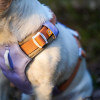 Woolly Wolf Alpha 360 Hundegeschirr für Hunde Lavendel XL