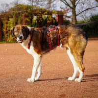 AnnyX Sicherheitsgeschirr Safety Limited Edition Pflaume trifft Zimt M