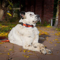 AnnyX Steck Halsband Fun Limited Edition Pflaume trifft Zimt