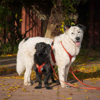 AnnyX Brustgeschirr Hundegeschirr FUN ahorn XS Steg lang 23cm