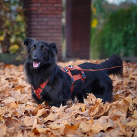 AnnyX Sicherheitsgeschirr Safety Ahorn XS