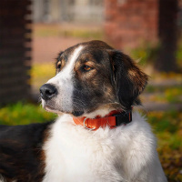 AnnyX Steck Halsband Fun ahorn 4