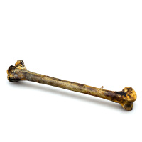 Straußenknochen einzeln - JUMBO ca. 50cm