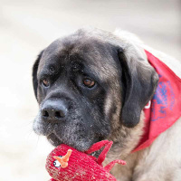 HuggleHounds Knottie McCraken Hummer  L