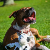 HuggleHounds Knottie Dottie Kuh L