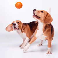 LIKER Ball Hundeball für Apportierspiele orange