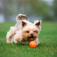 LIKER Ball Hundeball für Apportierspiele orange L 9cm