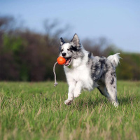 LIKER Cord Hundeball mit Seil, Apportierspielzeug schwimmfähig, orange L 9cm