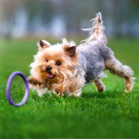 PULLER Dog Fitness Tool Trainingsspielzeug S 19,5cm lila violett