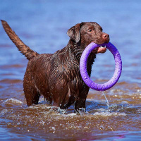 PULLER Dog Fitness Tool Trainingsspielzeug S 19,5cm lila violett