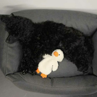 RUKKA Pets Calm Duck Toy Kuscheltier