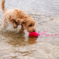Dog Comets Alien Oktopus Apportierspielezug für Hunde