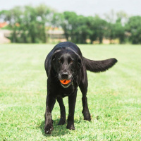 Chuckit! Air Glow Fetch Ball werfen und apportieren auch im Dunkeln