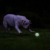 Chuckit! Air Glow Fetch Ball werfen und apportieren auch im Dunkeln M-1er Pack