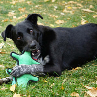KONG Ballistic Kuscheltier für deinen Hund Alligator