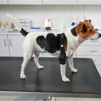 KRUUSE Rehab Pro Ellenbogenstütze Ellenbogenschoner für Hunde Links S