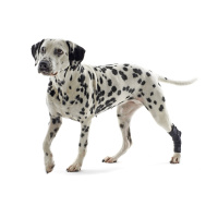 KRUUSE Rehab Sprunggelenkschutz für Hunde