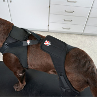 KRUUSE Rehab PRO Knieschutz mit Frontgeschirr für Hunde