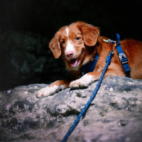 Woolly Wolf Rope Leine Hundeleine Petrol