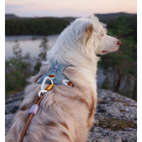 Woolly Wolf Alpha 360 Hundegeschirr für Hunde Glacier Green mint S