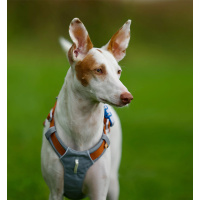Woolly Wolf Alpha 360 Hundegeschirr für Hunde Glacier Green mint M