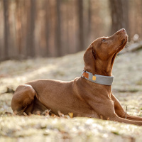Woolly Wolf Alpha 360 Halsband für Hunde Glacier Green mint S