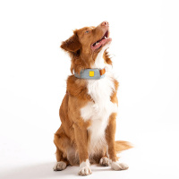 Woolly Wolf Alpha 360 Halsband für Hunde Glacier Green mint M
